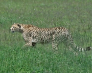 MG 0398 Cheetah v1